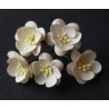 Popierinės gėlės "Cherry Blossom Deep Ivory'', 5vnt.