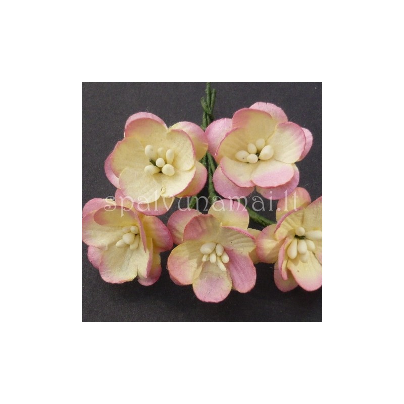 Popierinės gėlės "Cherry Blossom Champagne/Pink'', 5vnt.