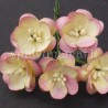Popierinės gėlės "Cherry Blossom Champagne/Pink'', 5vnt.