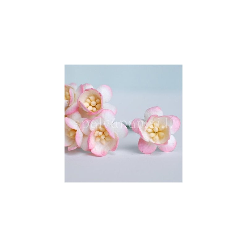 Popierinės gėlės "Cherry Blossom Pink/Ivory'', 5vnt.