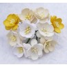 Popierinės gėlės "Cherry Blossom White/Cream mix'', 5vnt.